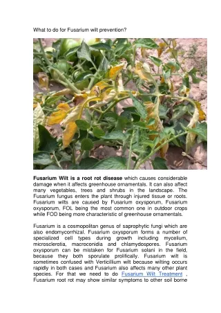 what to do for fusarium wilt prevention