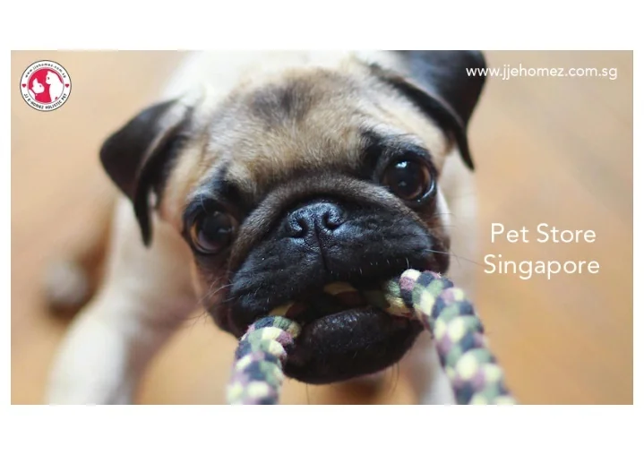 PPT Pet Store Singaporeconverted PowerPoint Presentation, free