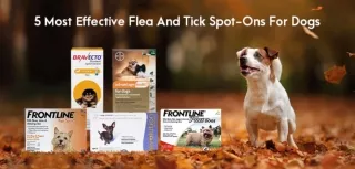 Most Effective Flea and Tick Spot-Ons for Dogs in 2022