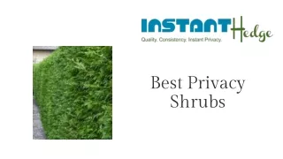 best privacy shrubs
