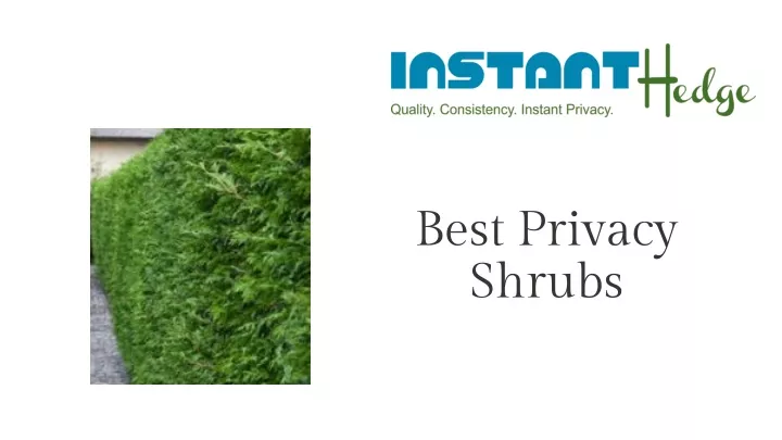 best privacy shrubs