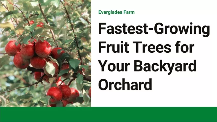 PPT - Fastest Growing Fruit Tress for backyard orchard PowerPoint ...