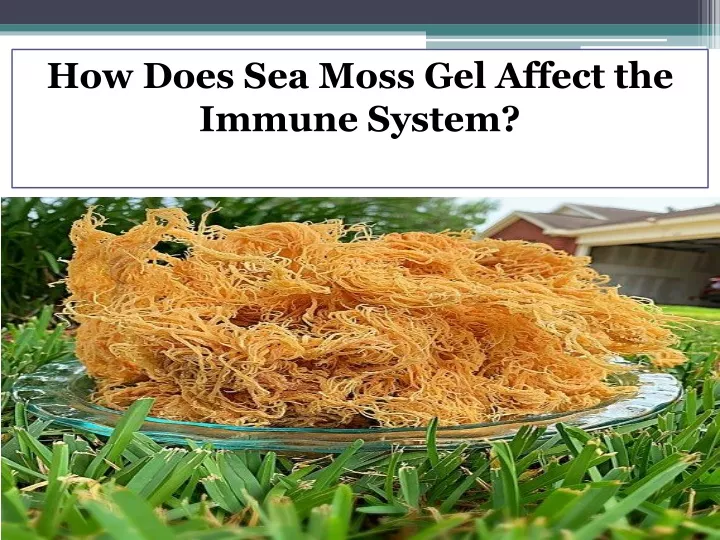 how does sea moss gel affect the immune system