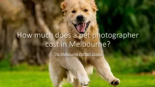 How much does a pet photographer cost in Melbourne The Melbourne Portrait Studio