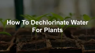 How To Dechlorinate Water For Plants