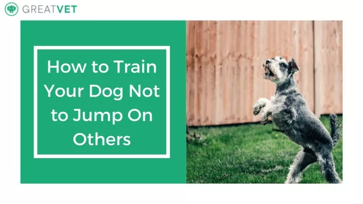 PPT - How To Train Your Dog Not To Jump On Others PowerPoint ...