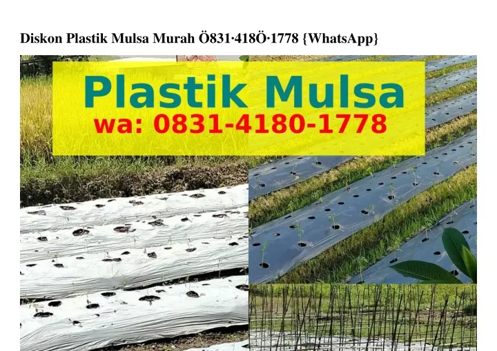 diskon plastik mulsa murah 831 418 1778 whatsapp