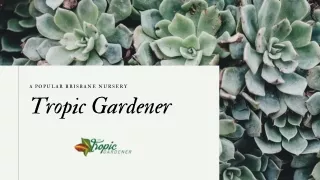 Beautiful Brisbane Nursery | Tropic Gardener