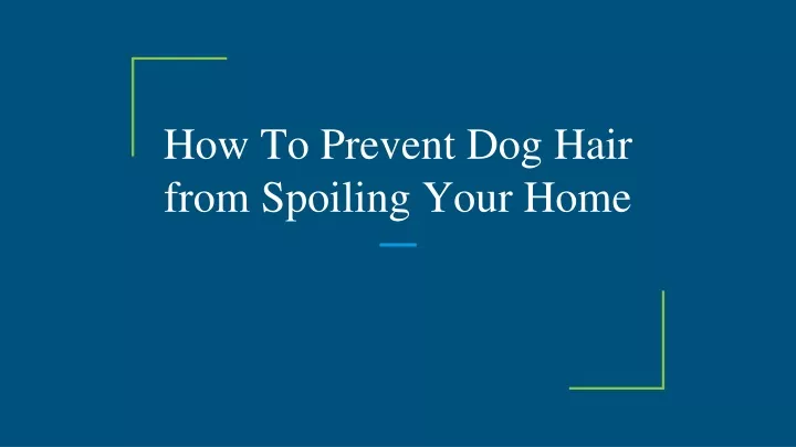 how to prevent dog hair from spoiling your home