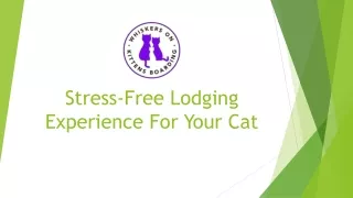 Stress-Free Lodging Experience For Your Cat