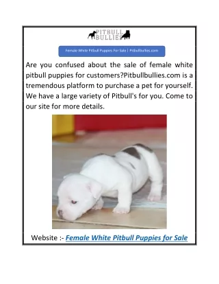 Female White Pitbull Puppies For Sale  Pitbullbullies.com