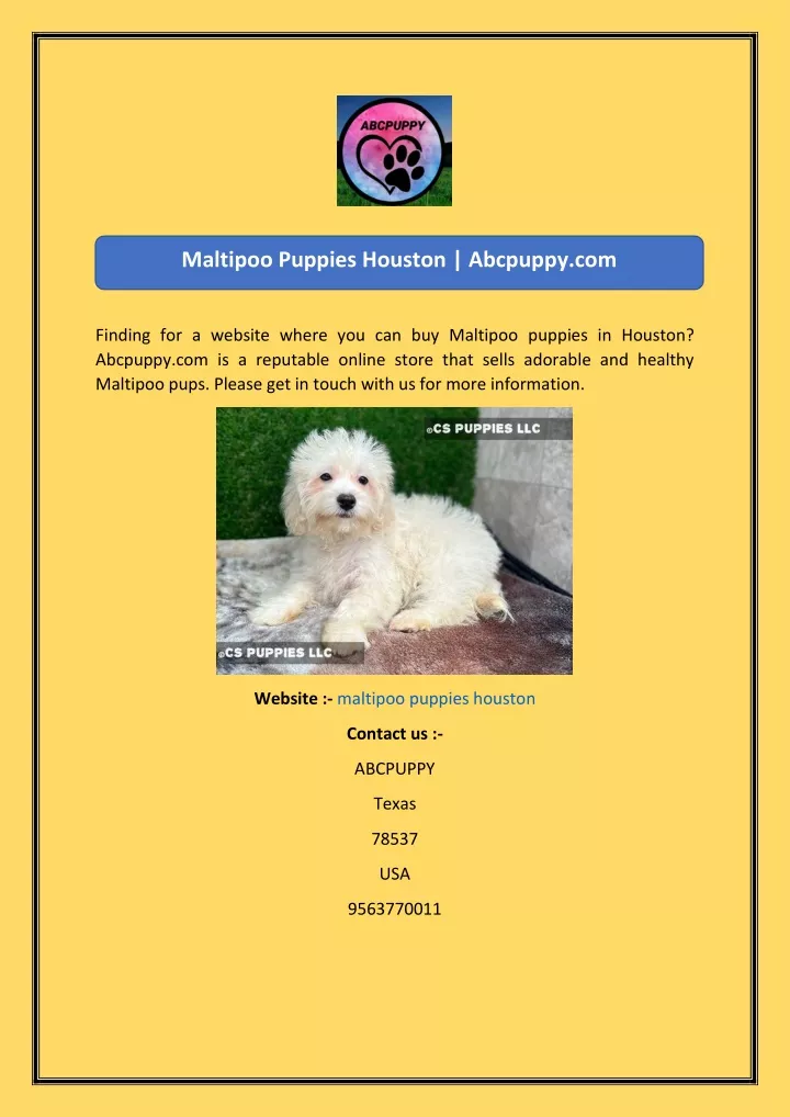 maltipoo puppies houston abcpuppy com