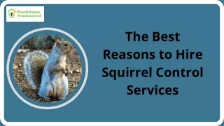 The Best Reasons to Hire Squirrel Control Services