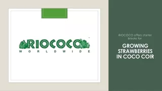 growing strawberries in coco coir