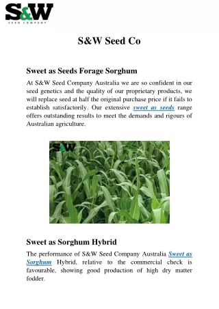 Sweet As Seeds Forage Sorghum