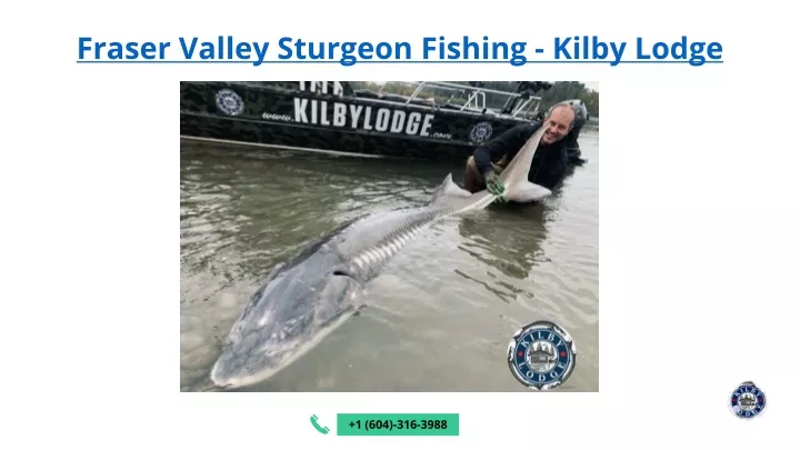 fraser valley sturgeon fishing kilby lodge