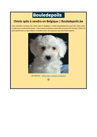 Chiots spitz à vendre en Belgique | Bouledepoils.be
