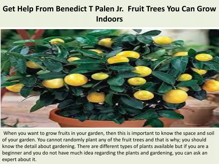 get help from benedict t palen jr fruit trees you can grow indoors