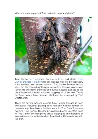 what are ways to prevent tree canker in trees