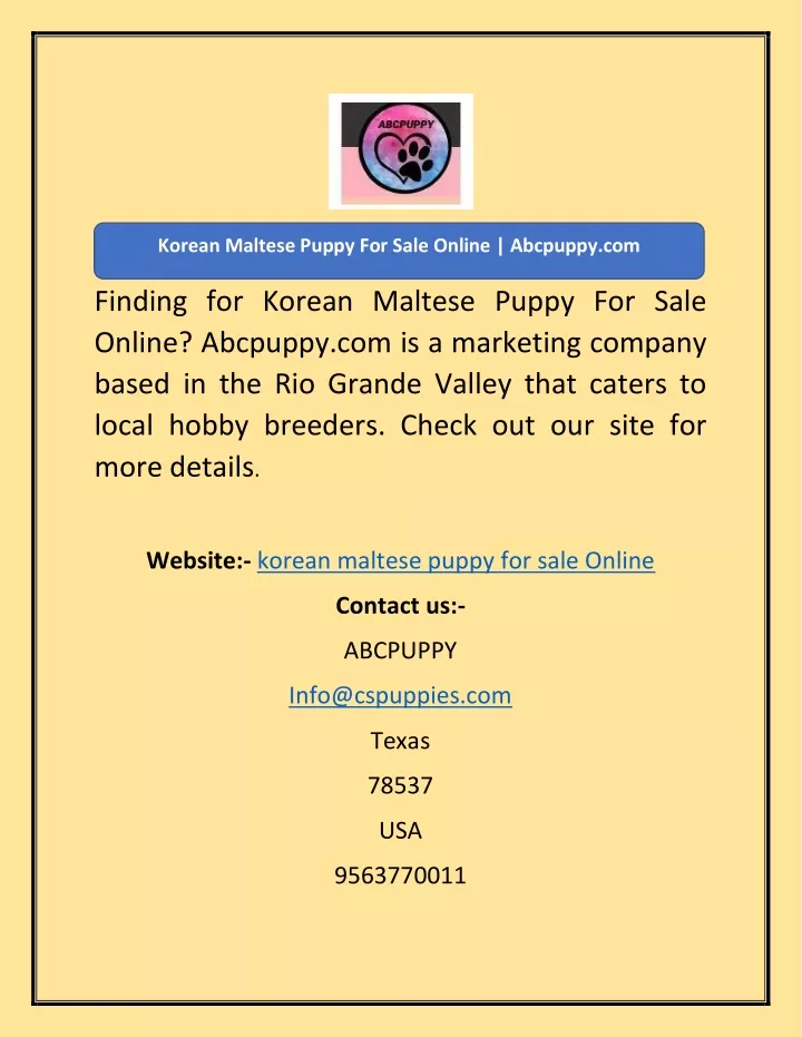 korean maltese puppy for sale online abcpuppy com