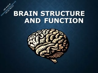 brain structure and function