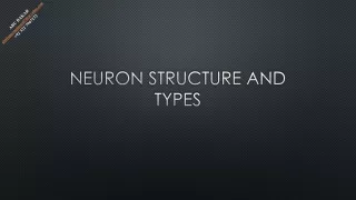 neuron structure and types