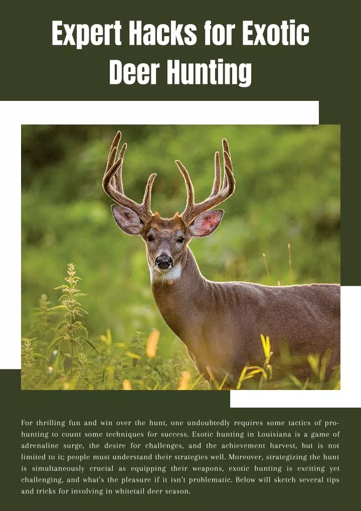expert hacks for exotic deer hunting
