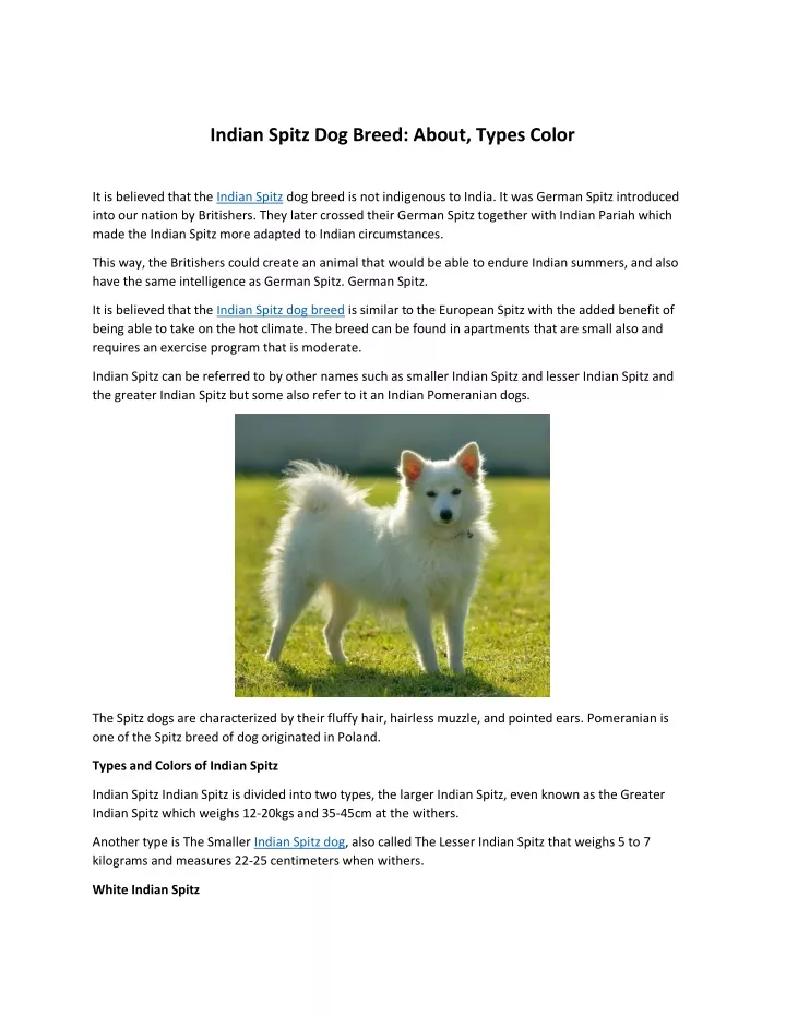 indian spitz dog breed about types color