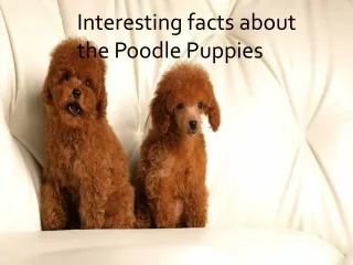 Interesting facts about the Poodle Puppies