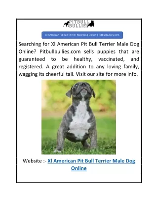 Xl American Pit Bull Terrier Male Dog Online  Pitbullbullies.com