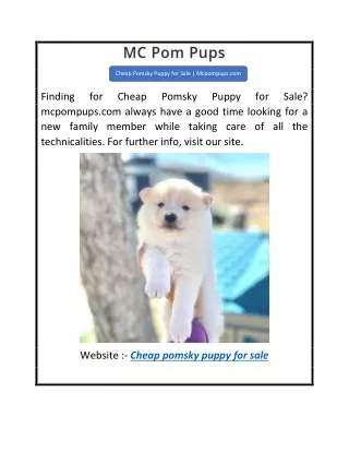 Cheap Pomsky Puppy for Sale  Mcpompups.com