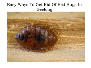 easy ways to get rid of bed bugs in geelong