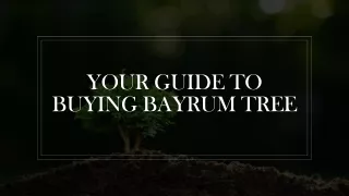 Your Guide To Buying Bayrum Tree