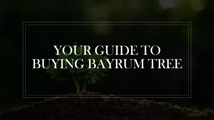 your guide to buying bayrum tree