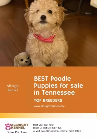 Poodle Puppies for sale in Tennessee