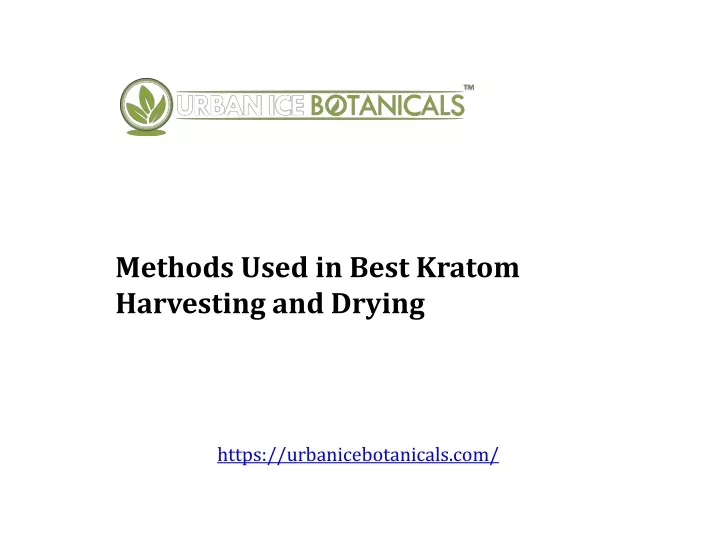 methods used in best kratom harvesting and drying