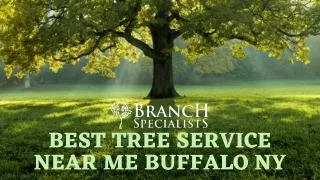 Best Tree Service Near Me Buffalo NY