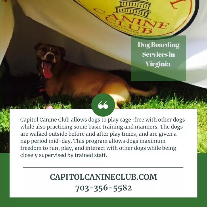 dog boarding services in virginia