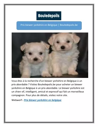 Prix biewer yorkshire en Belgique | Bouledepoils.be