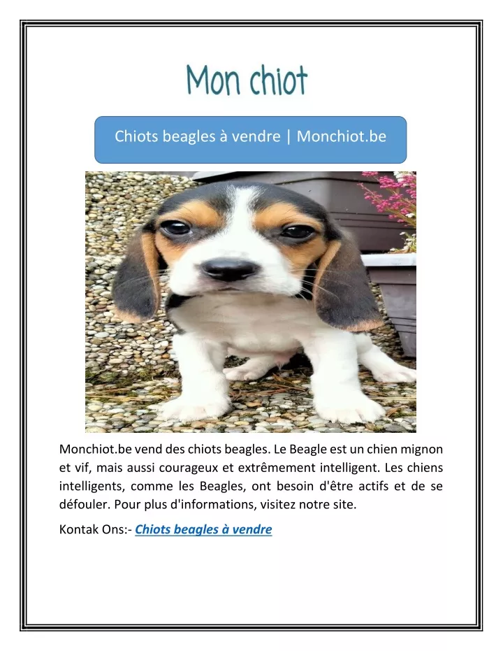 chiots beagles vendre monchiot be