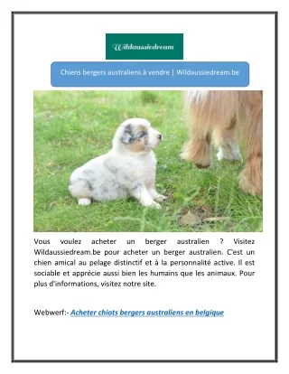 Acheter des chiots bergers australiens en Belgique | Wildaussiedream.be