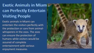 Exotic Animals in Miami can Perfectly Entertain Visiting People