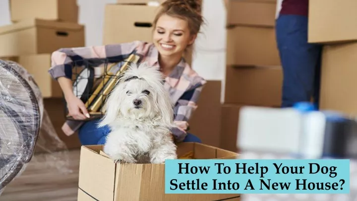 how to help your dog settle into a new house