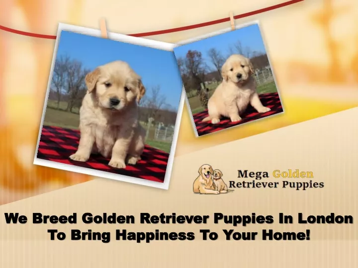 we breed golden retriever puppies in london to bring happiness to your home