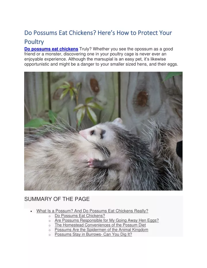 do possums eat chickens here s how to protect