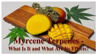 Myrcene Terpenes -  What Is It and What Are Its Effects_