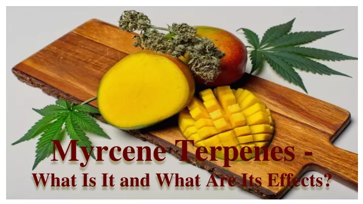 myrcene terpenes what is it and what are its effects