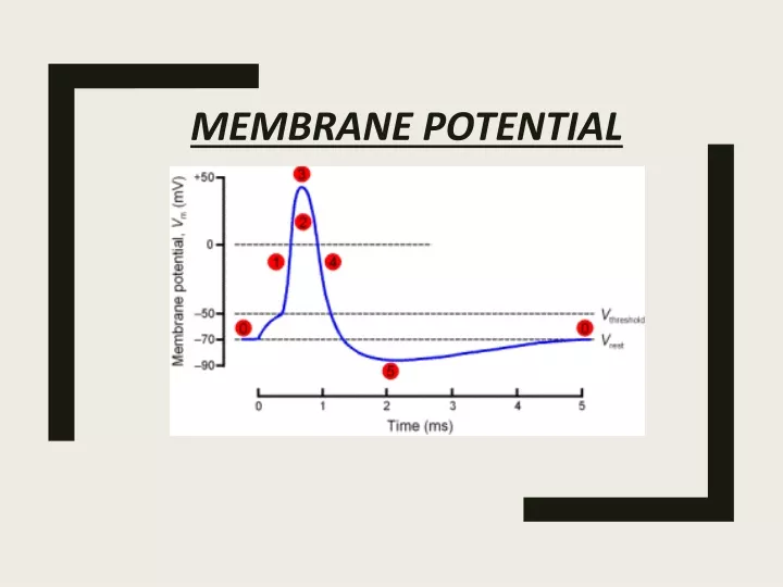 membrane potential