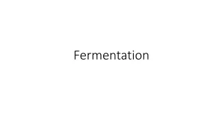 fermentation