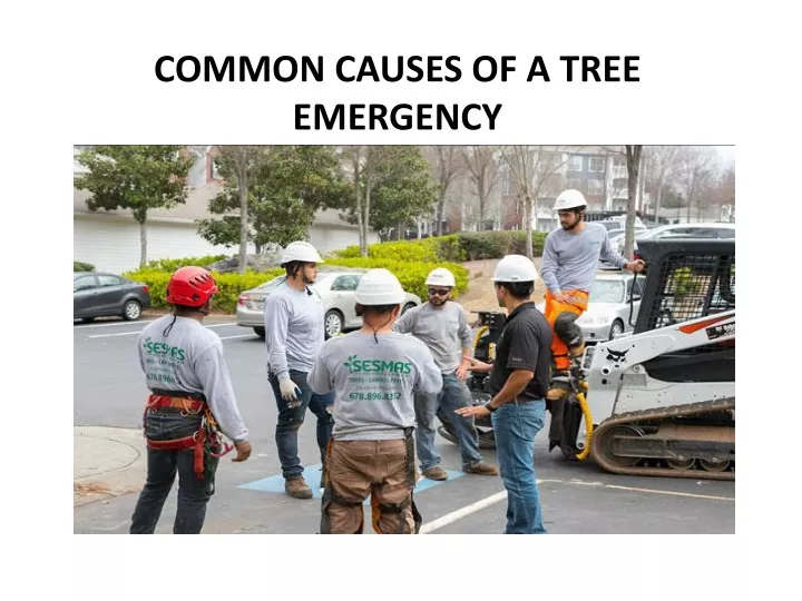 common causes of a tree emergency